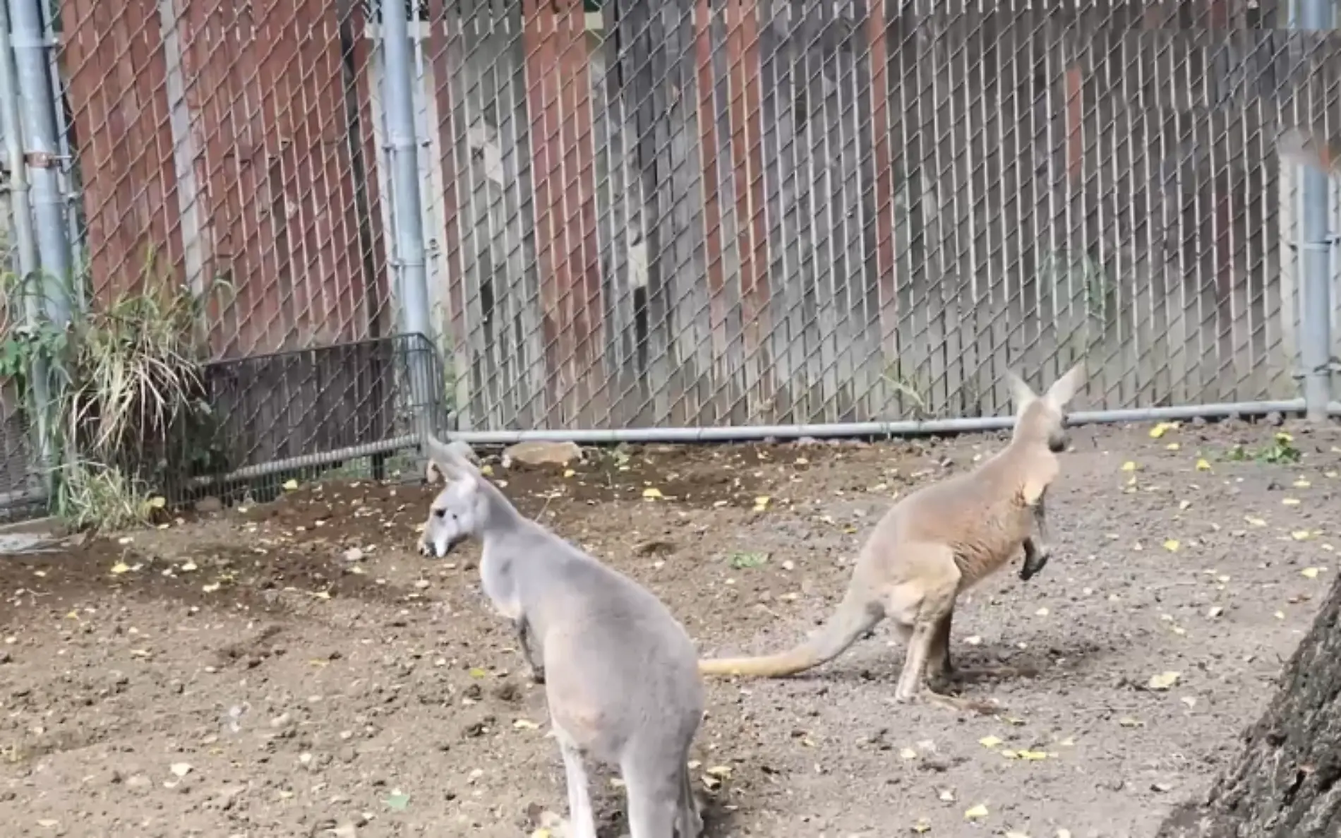 ¡Directo de Australia! Conoce a los dos canguros que llegaron al Zoológico Tamatán